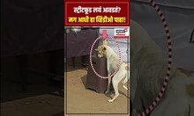 Food Stall Viral Viddeo | बाहेरचं खाणाऱ्यांनो डोळे उघडा, पाहा फूडस्टॉलचं फूड कोण करतंय फस्त