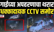 Cow Smuggling: नेहमीप्रमाणे बांधली गाय अन् होत्याचं नव्हतं झालं, गाईच्या अपहरणाचा थरार, CCTV समोर