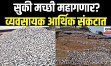 Ratnagiri: अनेकांच्या आवडीची सुकी मच्छी महागण्याची शक्यता, ओल्या मच्छीचे दर वाढल्याने परिणाम