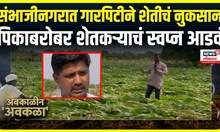 Unseasonal Rain Farmers Issue: संभाजीनगरात बळीराजा हतबल Chhatrapati Sambhaji Nagar