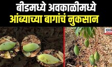 Beed News | बीडमध्ये अवकाळी वादळी वाऱ्याचा तडाखा, आंब्याचं मोठं नुकसान... N18V