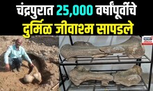 Chandrapur Rare Fossils: वर्धा-पैनगंगा नदीच्या पात्रात २५,००० वर्षांपूर्वीचे दुर्मिळ जीवाश्म N18V