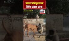 Dog And Monkey Funny Video Viral: कुत्रा आणि माकडाची मैत्री तर बघा...Viral Video