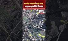Mothers Days Special | आई ती आई असते, बछड्यांच्या खाण्यासाठी आईची वणवण | N18S