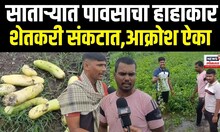 Satara Karad Farmers: साताऱ्यात पावसाने शेतकरी संकटात,पिकांच नुकसान Heavy Rain N18V