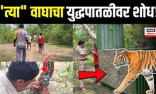 Chandrapur Breaking News: चंद्रपूर जिल्ह्यातील भगवानपूर परिसरात वाघाचा हल्ला, वाघाचा शोध सुरु