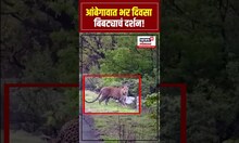 Leopard Video: Ambegaon Breaking News: आंबेगाव तालुक्याच्या लोणी पहादरा परिसरात बिबट्याचं दर्शन