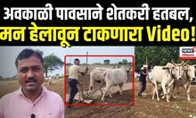Maharashtra Rain: Unseasonal Rain: Chandrapur जिल्ह्यात अवकाळी पावसाचं थैमान, काय म्हणतायत शेतकरी?