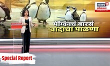 Mumbai Penguins Controversial Name: पेंग्विन्सवरून पुन्हा वादंग, सेना-भाजप आमनेसामने Shivsena Vs BJP