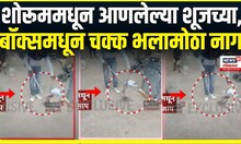 Showroom shoes box snake । शोरूममधून आणलेल्या शूजच्या बॉक्समधून चक्क भलामोठा नाग साप