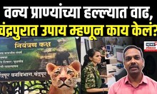 Chandrapur Breaking: वन्य प्राण्यांचा हल्ला रोखण्यासाठी चंद्रपुरात नियंत्रण कक्ष! बघाच...