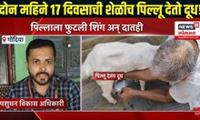baby goat gives milk । दोन महिने 17 दिवसाची शेळीच पिल्लू देतो दूध!, शेळीच्या बच्छळ्याला निघाले सिंग