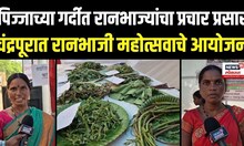 Chandrapur News:  रानभाज्या खरेदी करण्यासाठी मोठी गर्दी, महोत्सवाचं वैशिष्ट्य काय? N18V