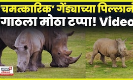 Australia Zoo’s Miracle Baby Rhino: 20 वर्षांनी जन्मलेलं गेंड्याचं पिल्लू… आता जबरदस्त बदल! N18G