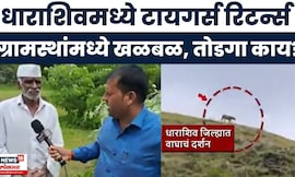 Dharashiv Tigers News: धाराशिवमध्ये पुन्हा एकदा वाघाची दहशत | Marathi News
