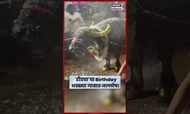 Birthday Celebration Video Viral | भिवंडीतील लाखीवली गावात टीट्या रेड्याचा वाढदिवस साजरा | N18S