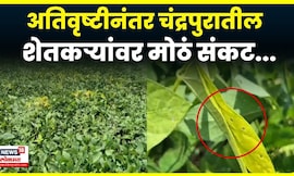 Chandrapur Farmer News: सोयाबीनला Yellow Mojek रोगाचा विळखा, चंद्रपुरातील बळीराजावर संकट? | N18V