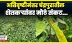 Chandrapur Farmer News: सोयाबीनला Yellow Mojek रोगाचा विळखा, चंद्रपुरातील बळीराजावर संकट? | N18V
