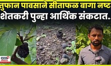 Washm Rain News | मुसळधार पावसामुळे सिताफळ बागांचे मोठे नुकसान! शेतकऱ्यांचं मोठं नुकसान
