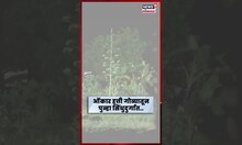 Sindhudurg Elephant News | ओंकार हत्तीचा गोव्यातून पुन्हा तळकोकणाच्या सीमावर्ती भागात संचार N18S