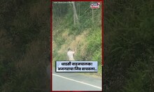 धाडसी वाहनचालकाने वाचवला अजगराचा जीव N18G #shorts