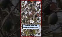 Beed News | अतिवृष्टी-पूर परिस्थिती यामुळे पांढऱ्या सोन्याची माती | Beed farmers | N18V