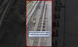Nagpur Metro Sayal नागपूर मेट्रो ट्रॅकवर भर पावसात सायाळाचा थरार!  Video Viral #Shorts | N18S