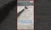 Beed Rain News Today | दुचाकी घेऊन जाणाऱ्याला वाचवलं, पूलाला गाडी बांधून ठेवली N18S