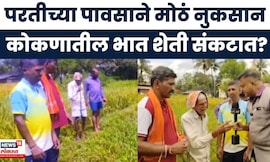 Chiplun Rain Update | परतीच्या पावसाने मोठं नुकसान, कोकणातील भात शेती संकटात? | Marathi News