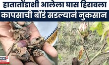 Yavatmal News | अतिवृष्टीमुळे शेतकऱ्याचं आर्थिक नुकसान, कापूस उत्पादक शेतकरी हवालदिल | Marathi News