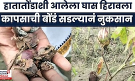 Yavatmal News | अतिवृष्टीमुळे शेतकऱ्याचं आर्थिक नुकसान, कापूस उत्पादक शेतकरी हवालदिल | Marathi News