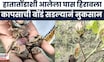 Yavatmal News | अतिवृष्टीमुळे शेतकऱ्याचं आर्थिक नुकसान, कापूस उत्पादक शेतकरी हवालदिल | Marathi News