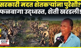 Solapur Rain News | महापुरात फळबागा उद्ध्वस्त, शेतीचं नुकसान! सरकारी मदत शेतकऱ्यांना उभं करेल? N18V