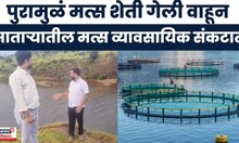 Satara Fish Farmer News | साताऱ्यात पुरामुळं मत्स शेतीचं मोठं नुकसान |CM Fadnavis | Maharashtra Rain