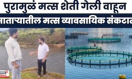 Satara Fish Farmer News | साताऱ्यात पुरामुळं मत्स शेतीचं मोठं नुकसान |CM Fadnavis | Maharashtra Rain