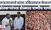 Pune News | शेतकऱ्यांच्या डोळ्यात पाणी! कांद्याला कवडीमोल भाव, नाइलाजाने कांदा उकिरड्यात फेकला