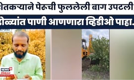 Sangli News | बागेवर ट्रॅक्टर चालवला! | 'खर्च परवडेना' म्हणून शेतकऱ्याने पेरूची पेरूची बाग उपटवली