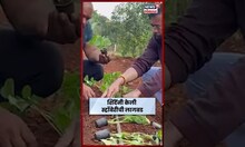 Eknath Shinde News | एकनाथ शिंदे शेतीत रमले! दरे गावी स्वतः केली 'स्ट्रॉबेरी'ची लागवड | N18S