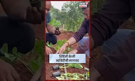 Eknath Shinde News | एकनाथ शिंदे शेतीत रमले! दरे गावी स्वतः केली 'स्ट्रॉबेरी'ची लागवड | N18S