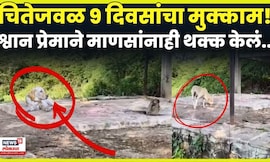 Solapur Dog News | मालकाच्या चितेजवळ 9 दिवसांचा मुक्काम करणाऱ्या श्वानाची गोष्ट! N18V