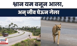 Dharashiv News | श्वानाला वाचवताना महामार्गावर 4 जणांचा गंभीर अपघात | Marathi News