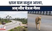 Dharashiv News | श्वानाला वाचवताना महामार्गावर 4 जणांचा गंभीर अपघात | Marathi News