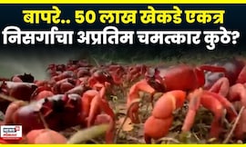 Red Crabs Migration News | नजर जाईल तिथे फक्त खेकडेच खेकडे, कुठली घटना | N18G