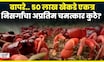 Red Crabs Migration News | नजर जाईल तिथे फक्त खेकडेच खेकडे, कुठली घटना | N18G
