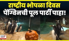 National Pumpkin Day News | पेंग्विनच्या पार्टीनं वेधलं सर्वाचं लक्ष, भन्नाट व्हिडिओ कुठला ? | N18G