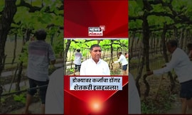 Lasalgaon Grape News | बाग तोडत शेतकऱ्यानं व्यक्त केली खंत N18S | Marathi News
