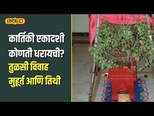 Tulsi Vivah 2025 | 1 की 2 नोव्हेंबर, कोणती एकादशी ग्राह्य धरायची? तारीख, मुहूर्त व  महत्त्व  | N18V