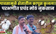 Parbhani News Today | कापूस शेतकऱ्यांचं अतोनात नुकसान! थेट शेतातून आढावा | Marathi News N18V