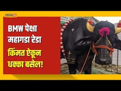 Gajendra  buffalo | BMW पेक्षा महाग रेडा 'गजेंद्र', खुराक आणि वर्षाची कमाई किती?  | N18V