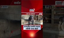 World Smallest Buffalo Radha Video | साताऱ्याच्या राधा म्हशीचा थेट Guinness World Record